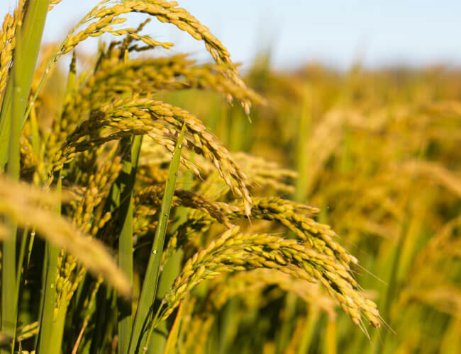 Indian Rice Industry Report, Rice Industry in India Analysis | Rice Milling Machine Manufacturer